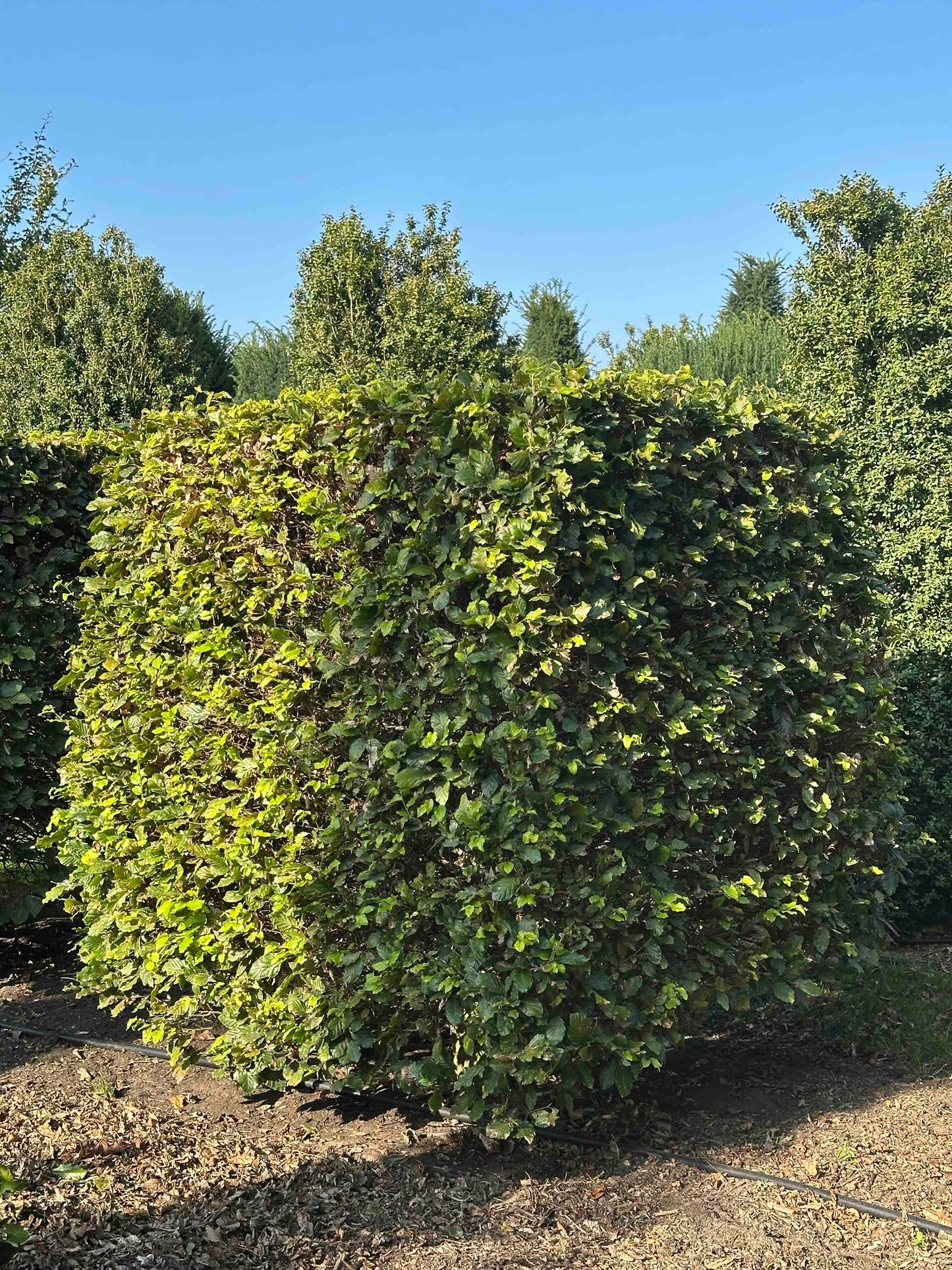 FS TOPIARY #037