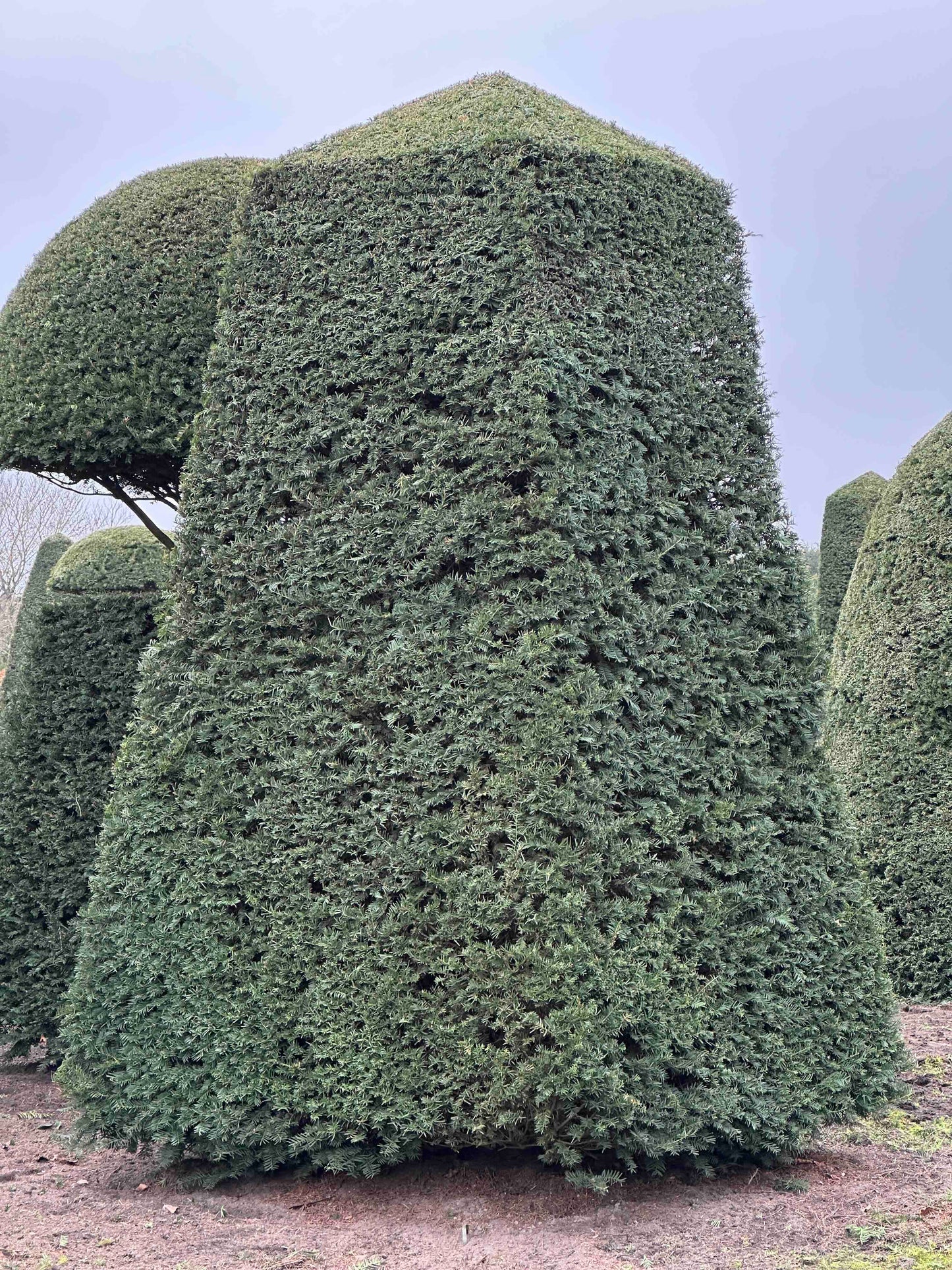 TB TOPIARY #168