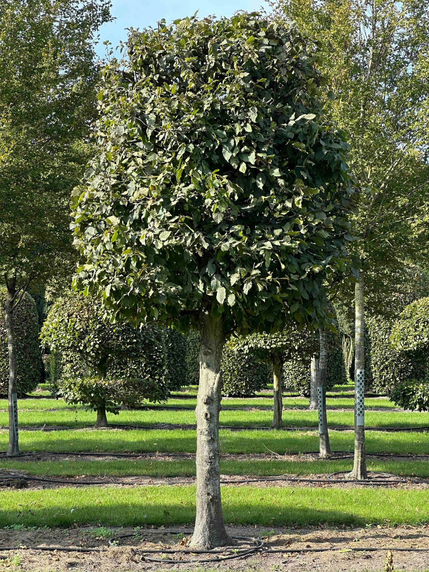 CB TOPIARY #138