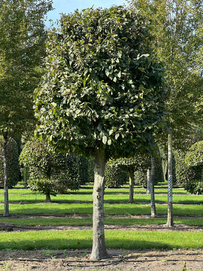 CB TOPIARY #138