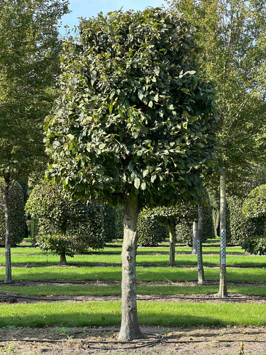 CB TOPIARY #138