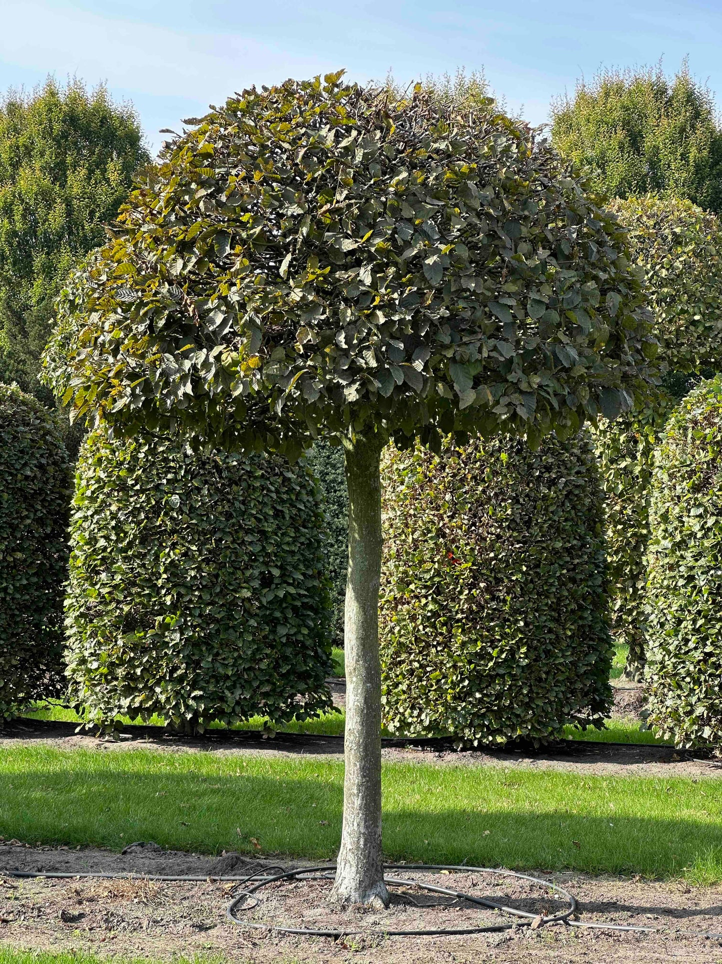 CB TOPIARY #143