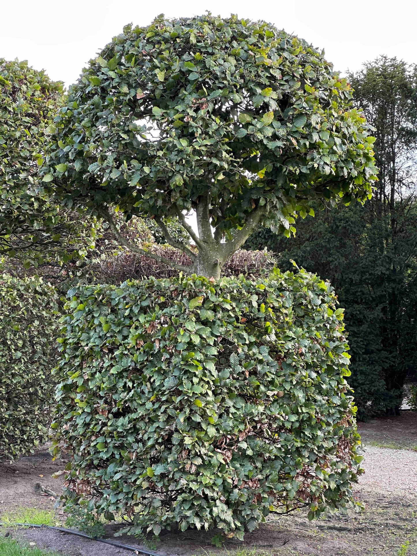 FS TOPIARY #157