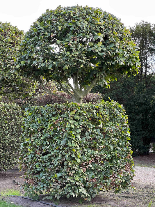 FS TOPIARY #157