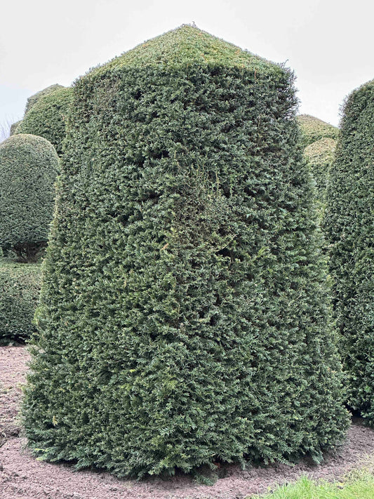 TB TOPIARY #93
