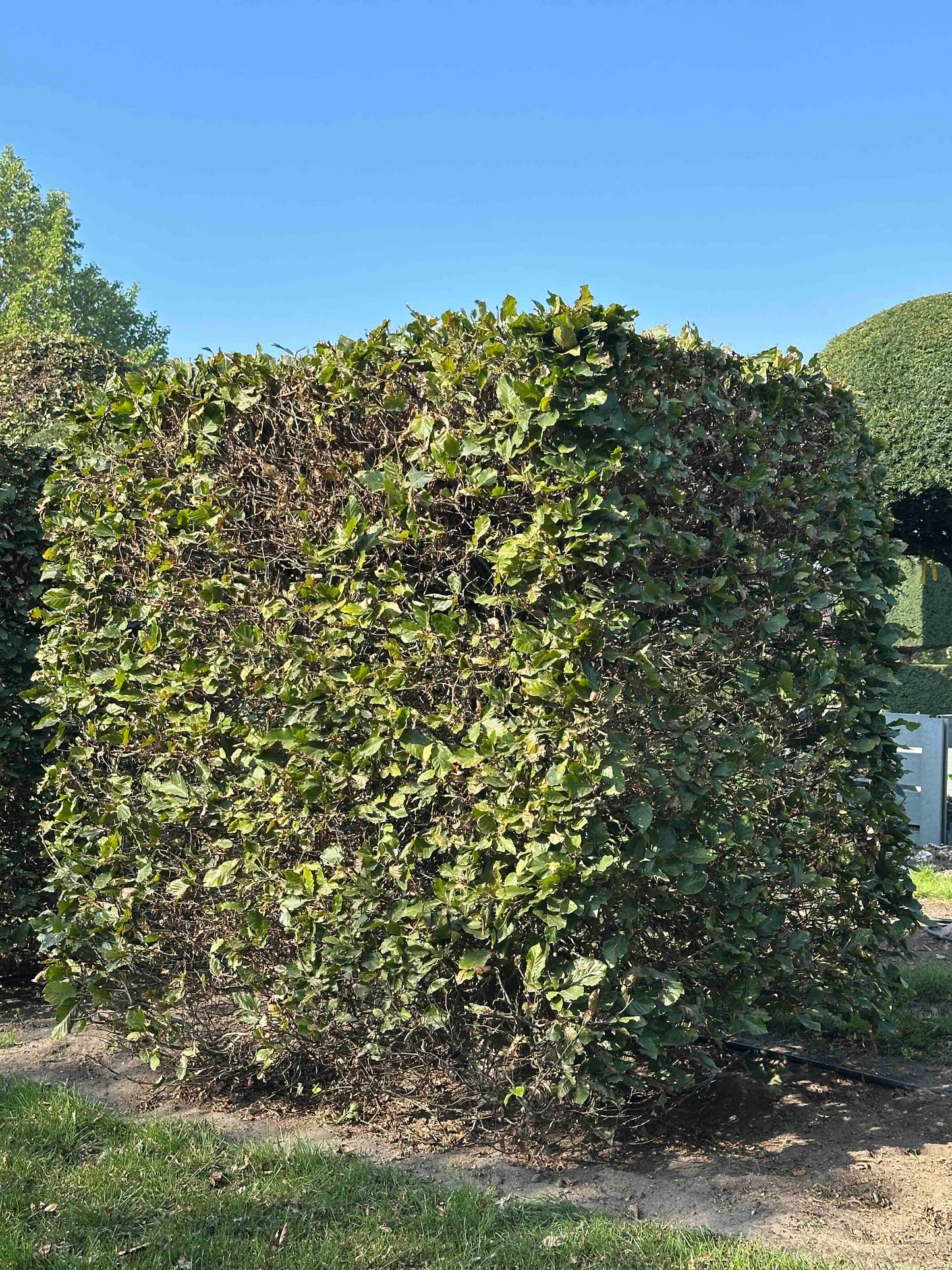 FS TOPIARY #020