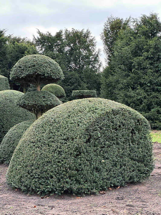 TB TOPIARY #446