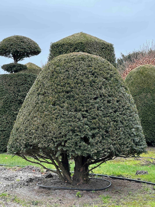 TB TOPIARY #300