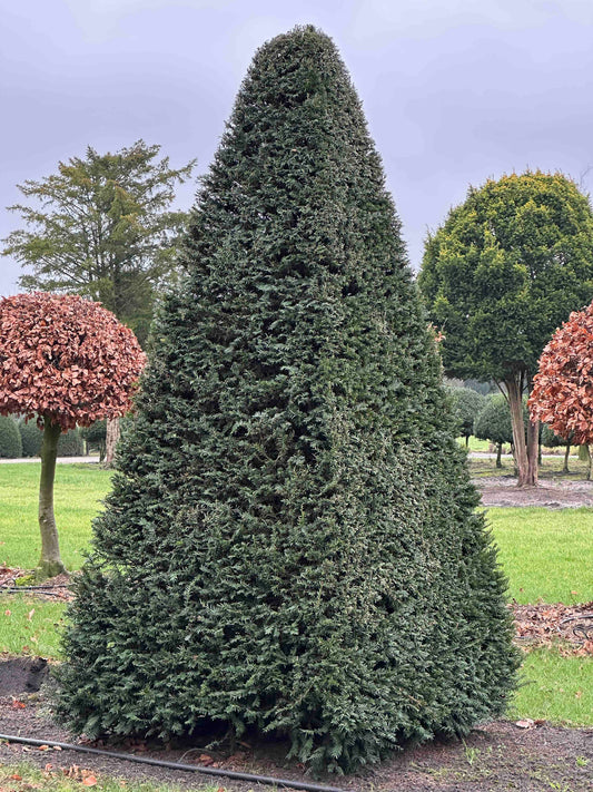 TB TOPIARY #263