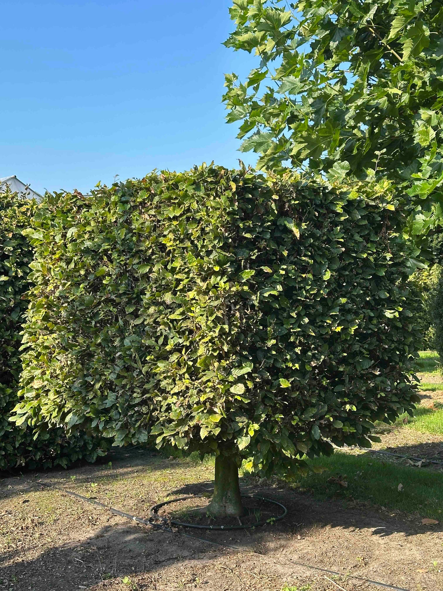 FS TOPIARY #031