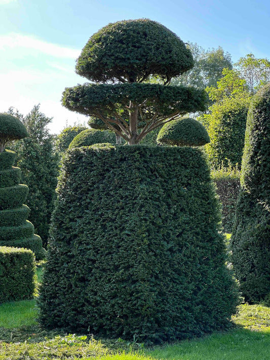TB TOPIARY #021