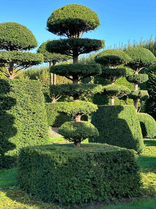 TB TOPIARY #014