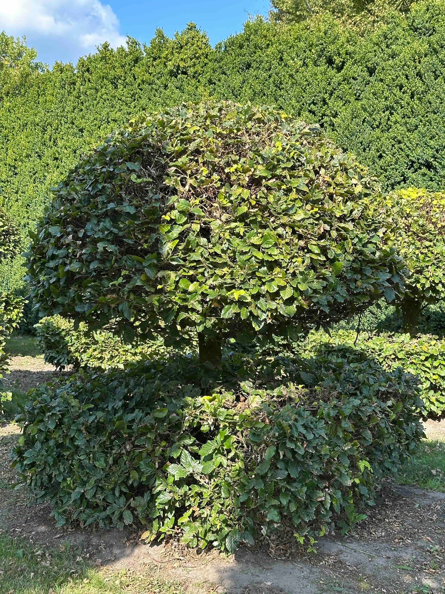 FS TOPIARY #061