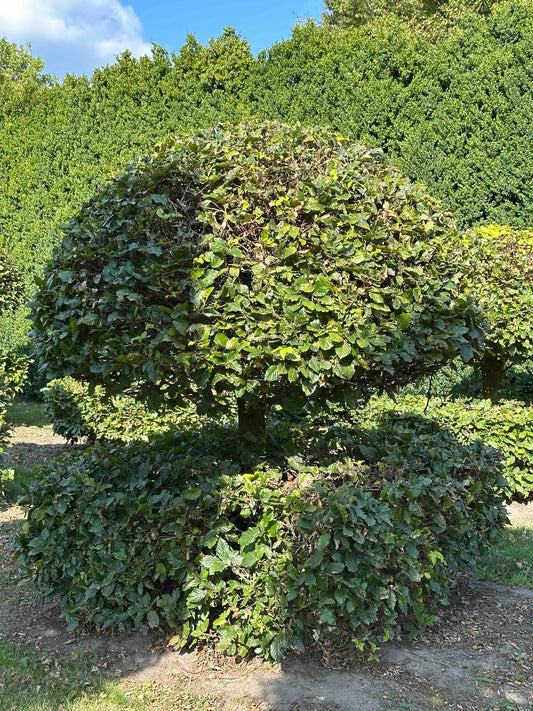 FS TOPIARY #061