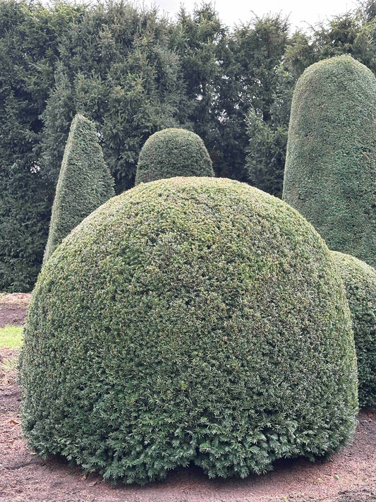 TB TOPIARY #462