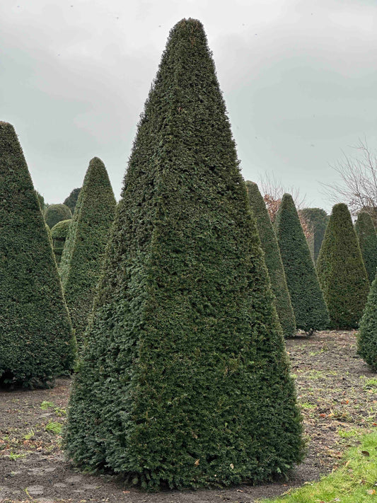 TB TOPIARY #245