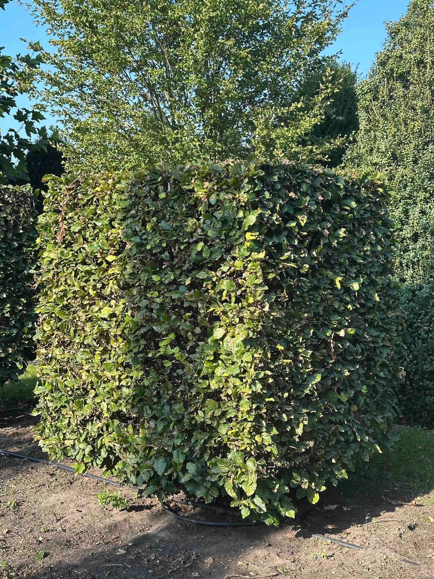 FS TOPIARY #035