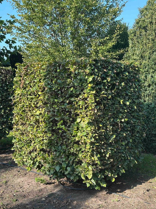 FS TOPIARY #035