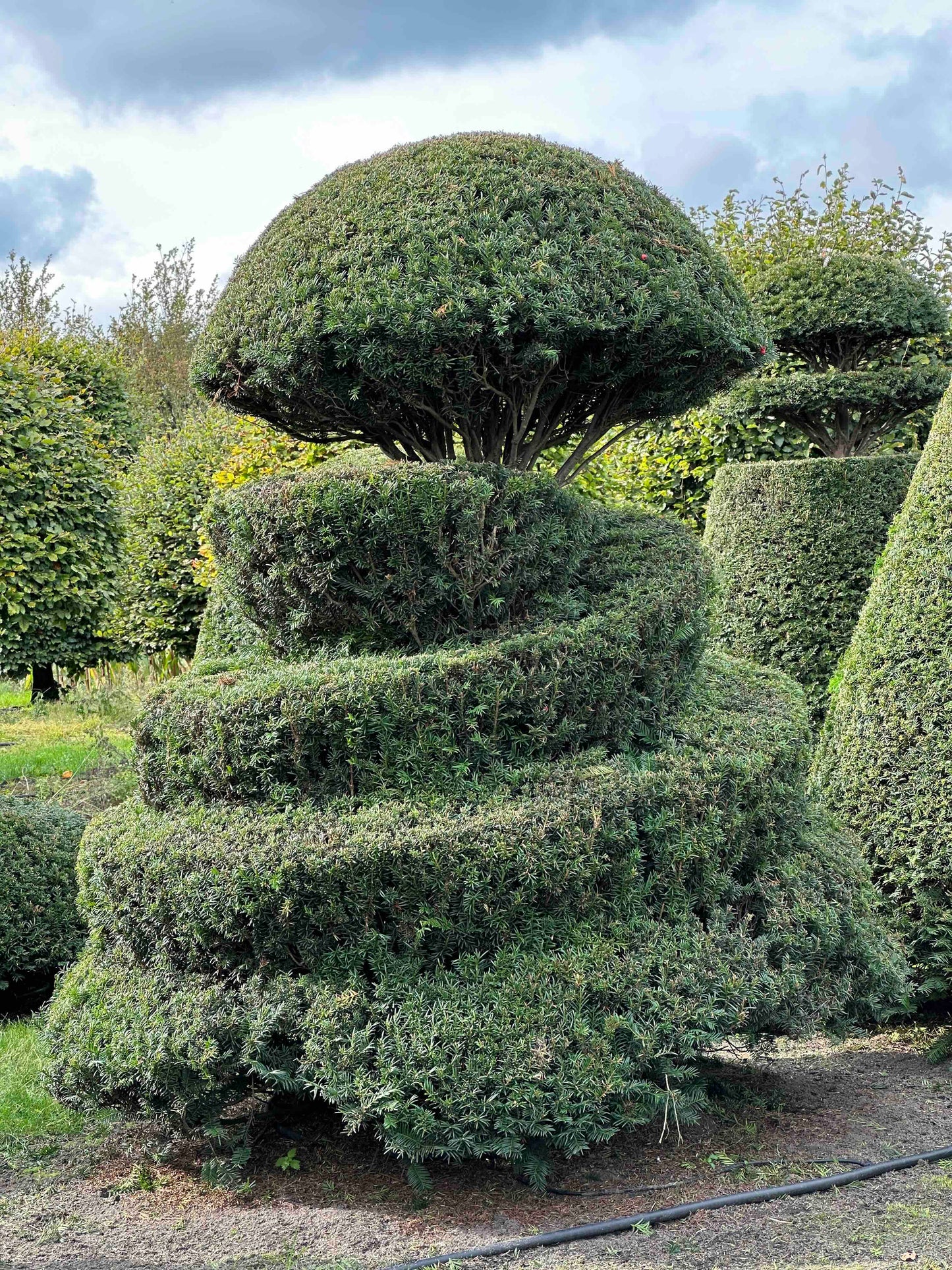 TB TOPIARY #328