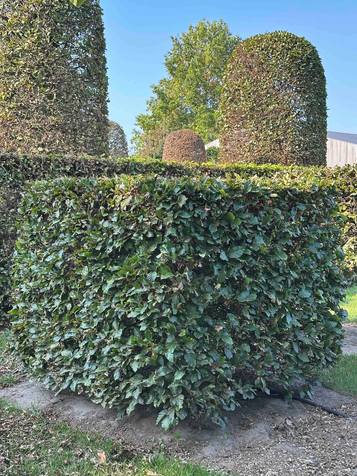 FS TOPIARY #001