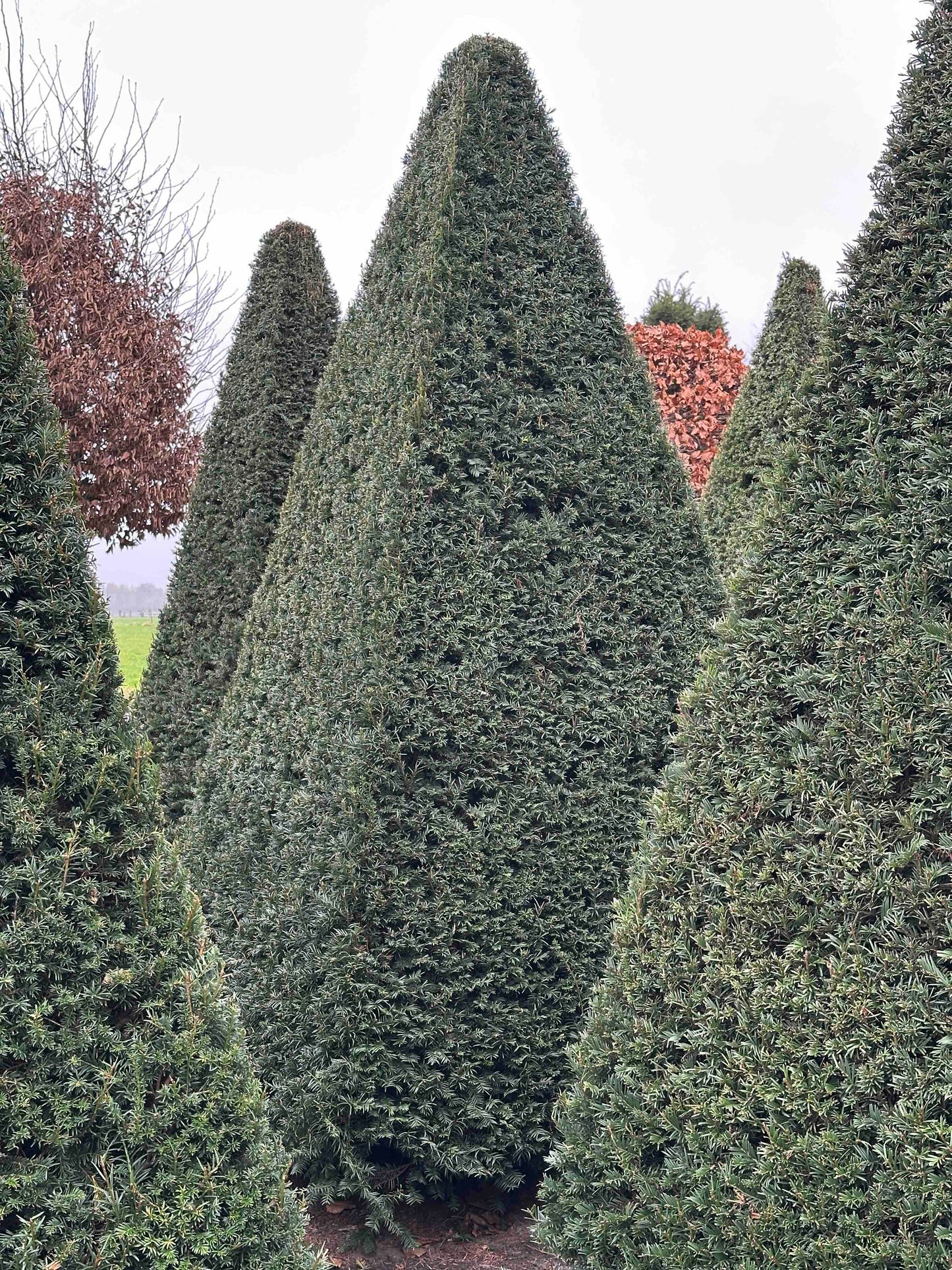 TB TOPIARY #240