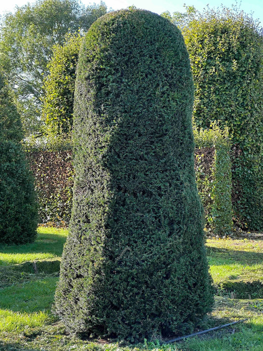 TB TOPIARY #016