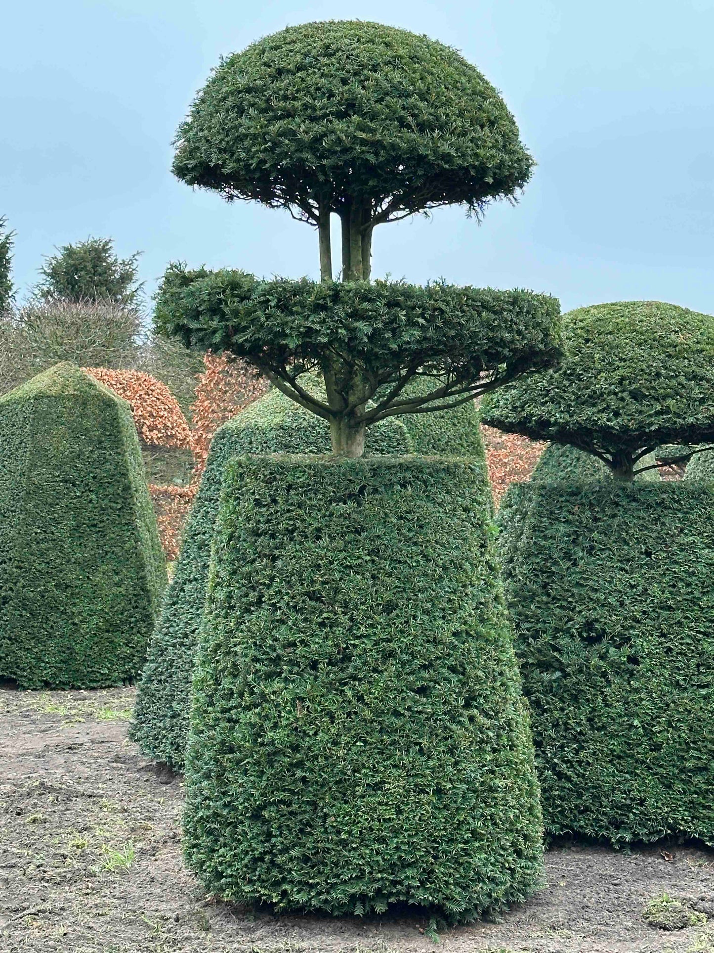 TB TOPIARY #129