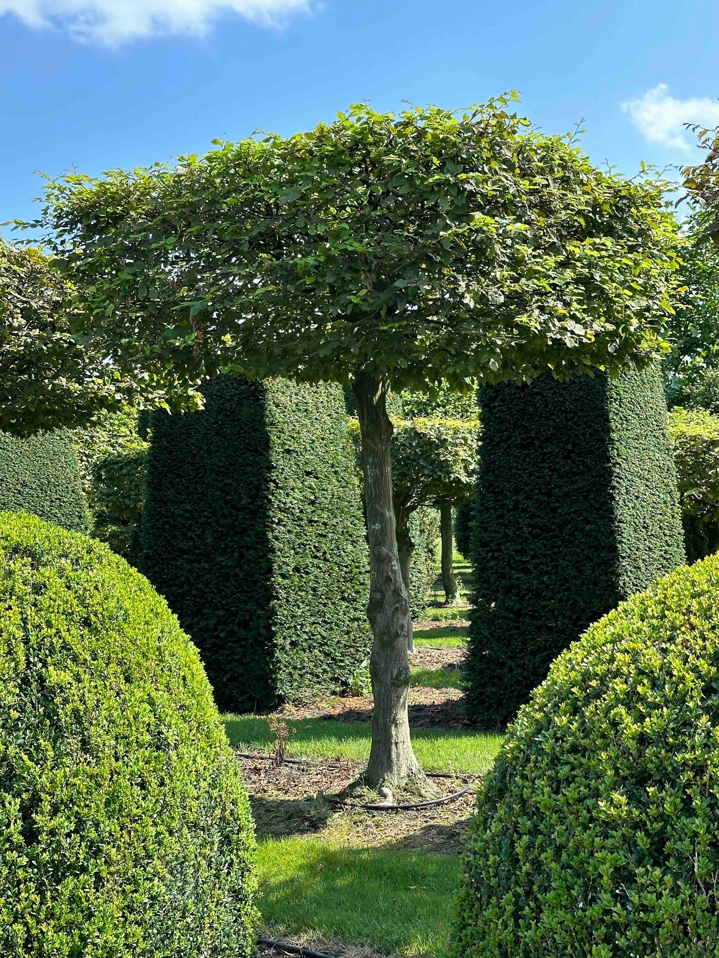CB TOPIARY #023