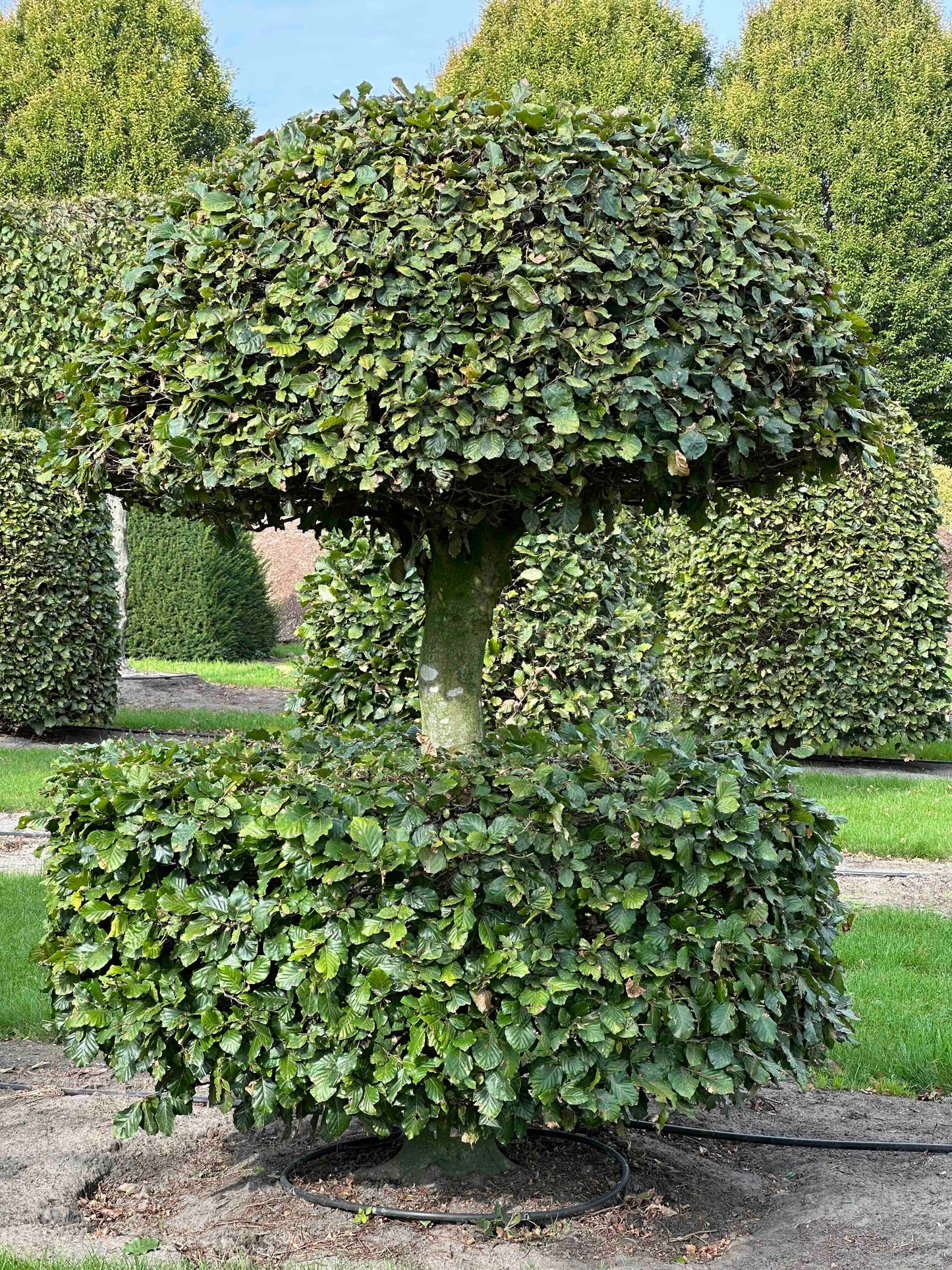 FS TOPIARY #081