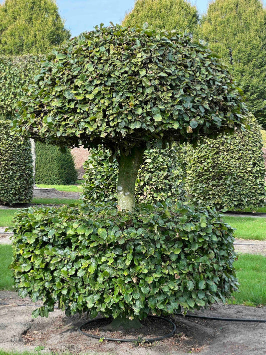 FS TOPIARY #081