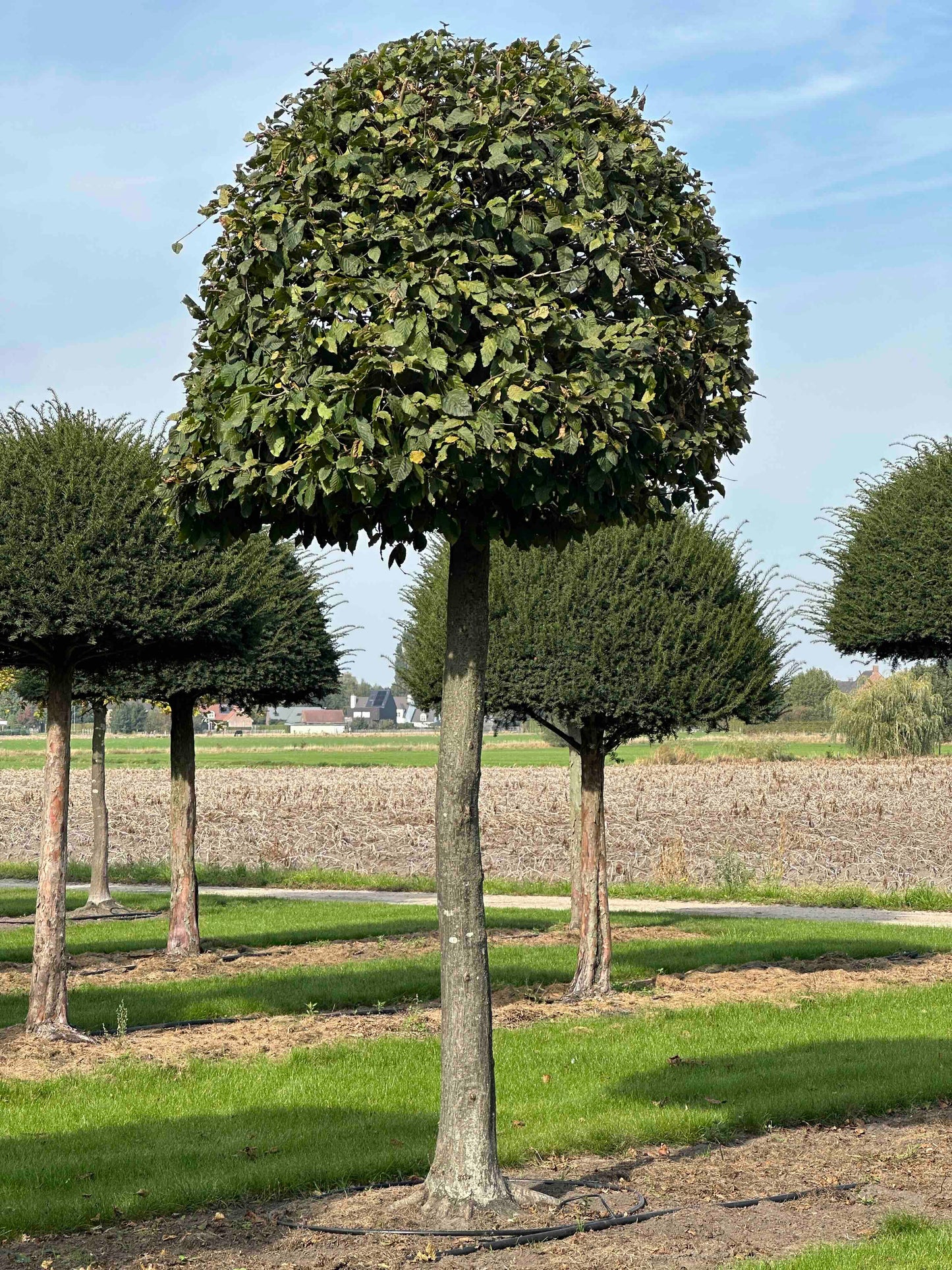CB TOPIARY #118