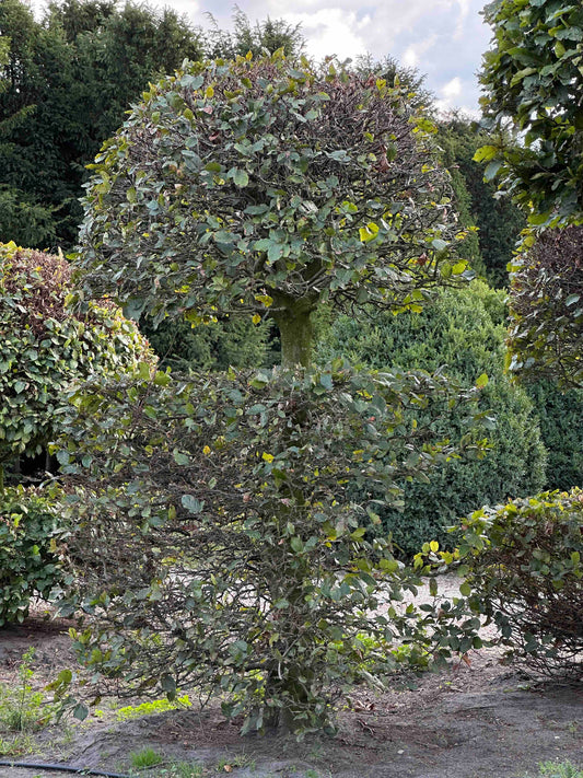 FS TOPIARY #156