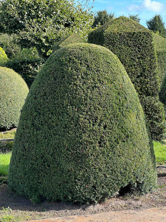 TB TOPIARY #302