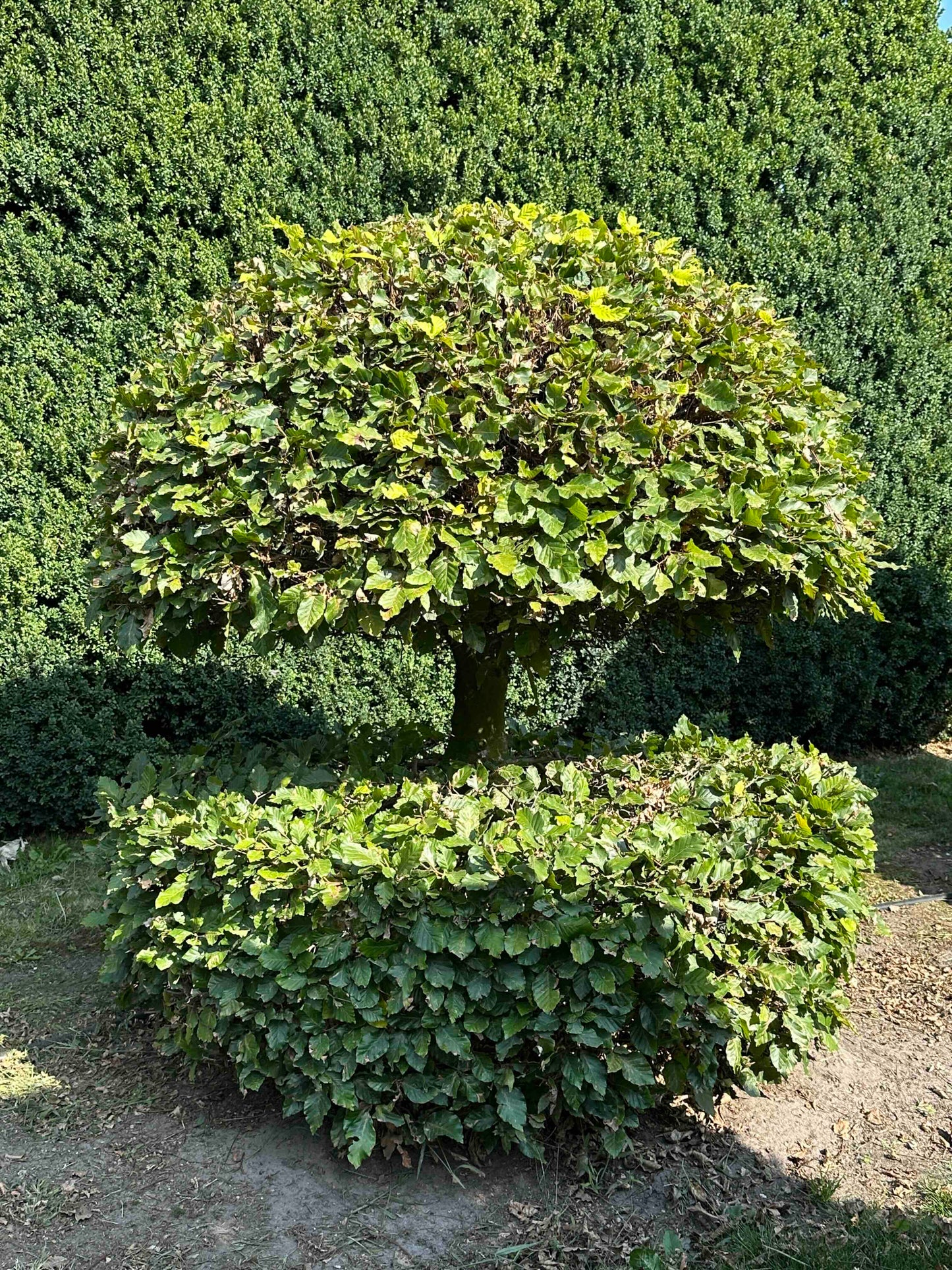 FS TOPIARY #058