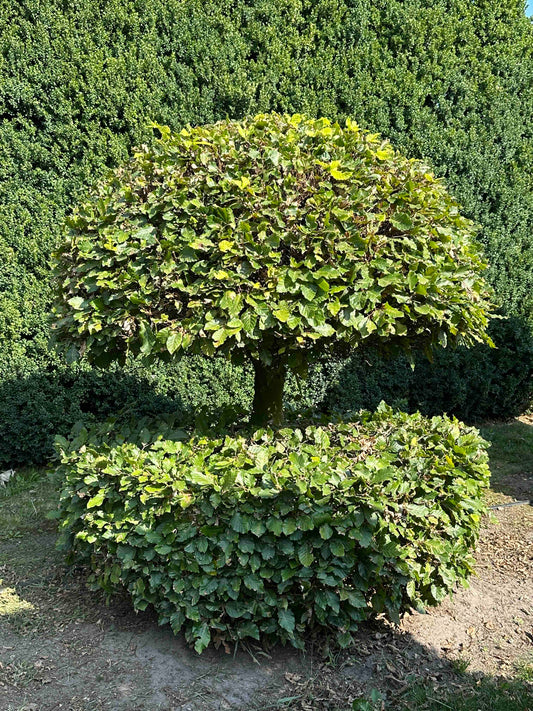 FS TOPIARY #058