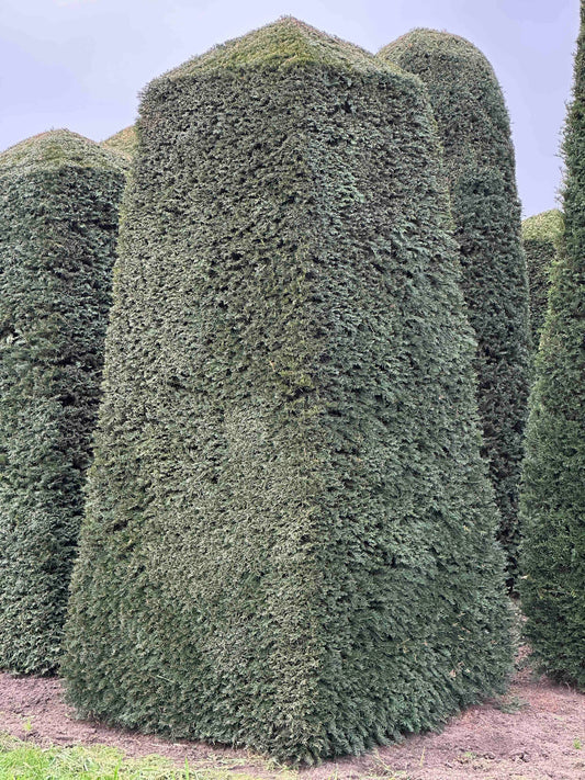 TB TOPIARY #165