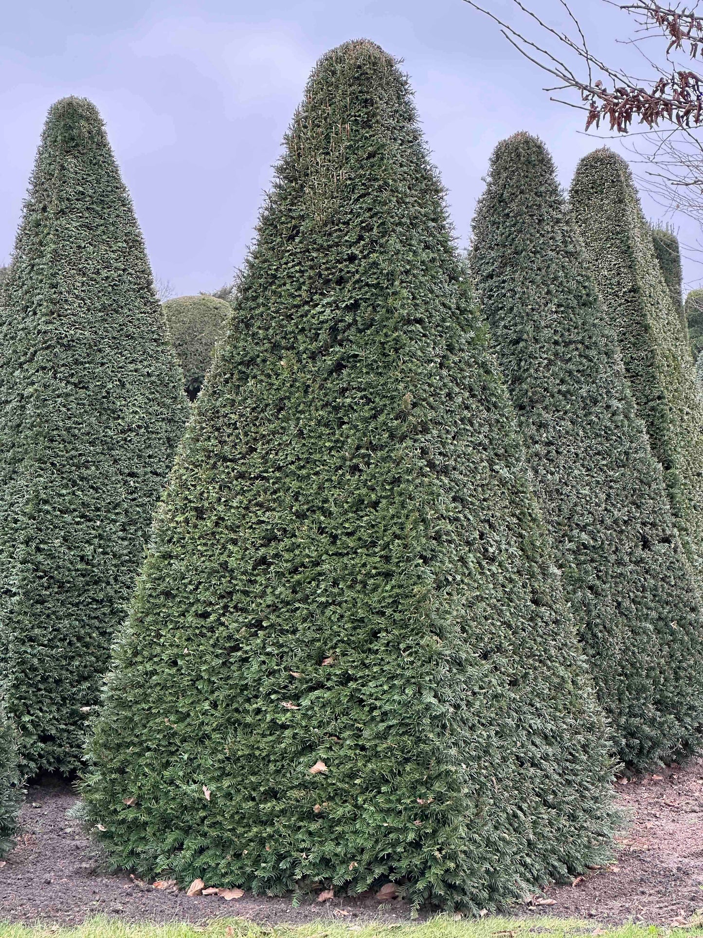 TB TOPIARY #253