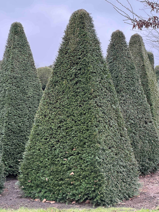 TB TOPIARY #253