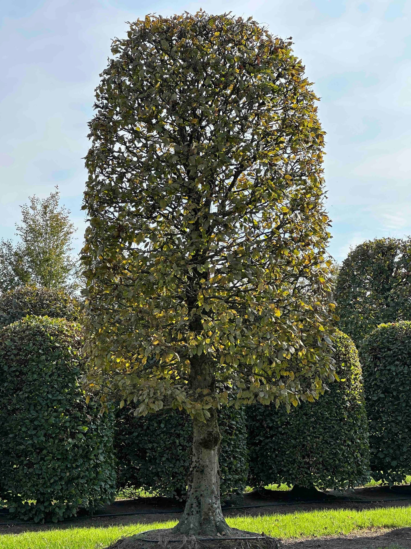 CB TOPIARY #151