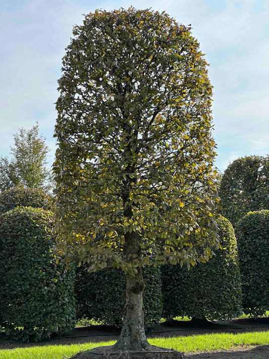 CB TOPIARY #151