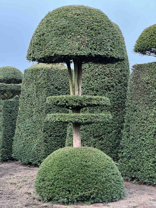 TB TOPIARY #170