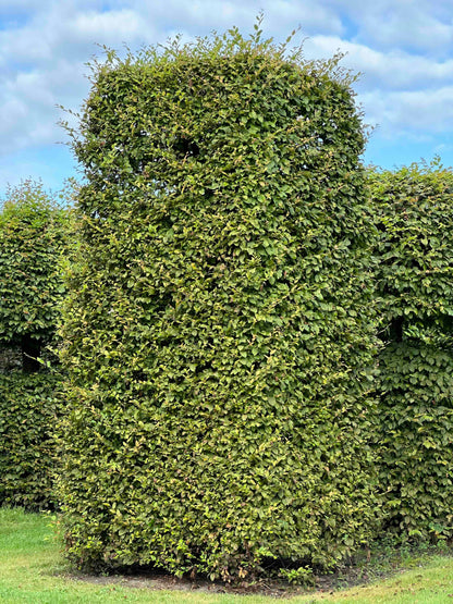 CB TOPIARY #078