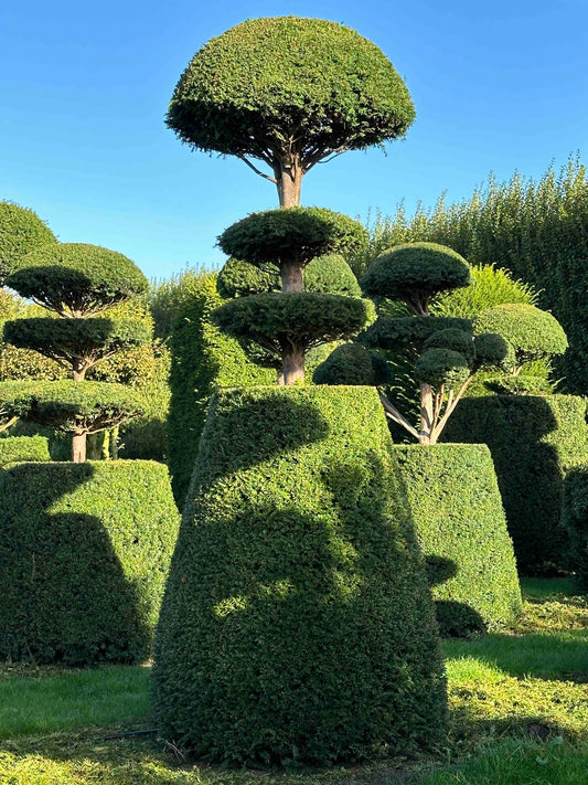 TB TOPIARY #13