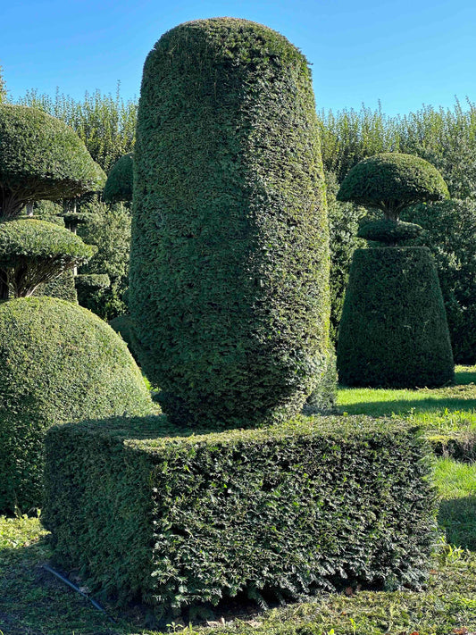 TB TOPIARY #018