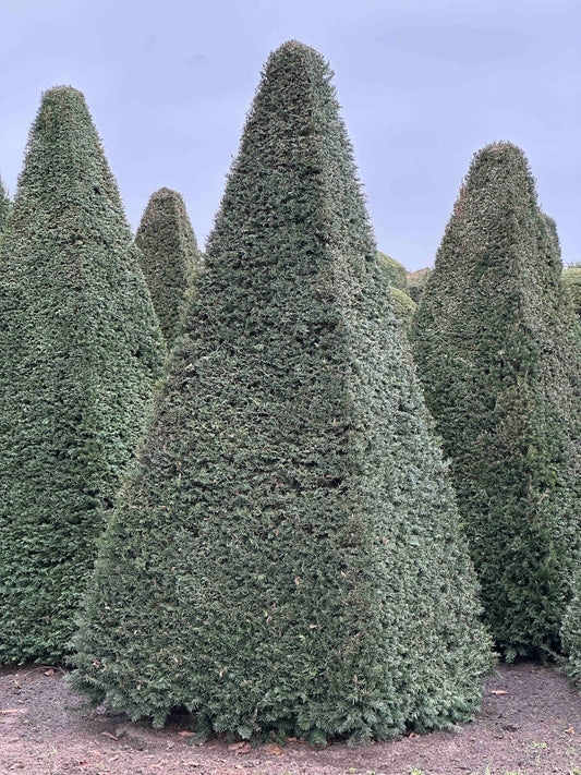 TB TOPIARY #238