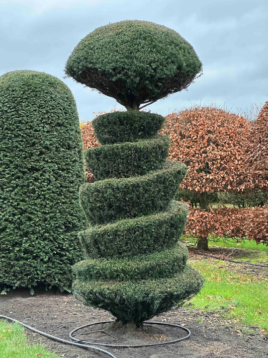 TB TOPIARY #363