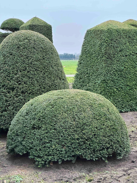 TB TOPIARY #116