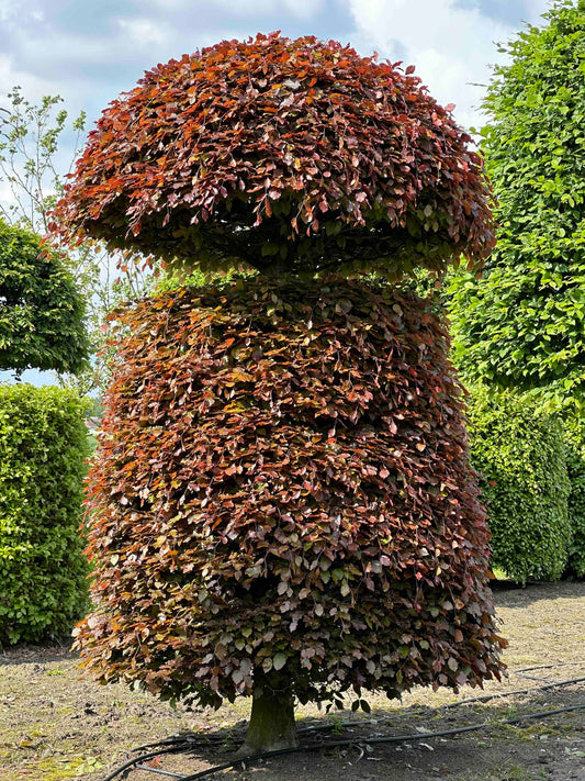 FSA TOPIARY #047