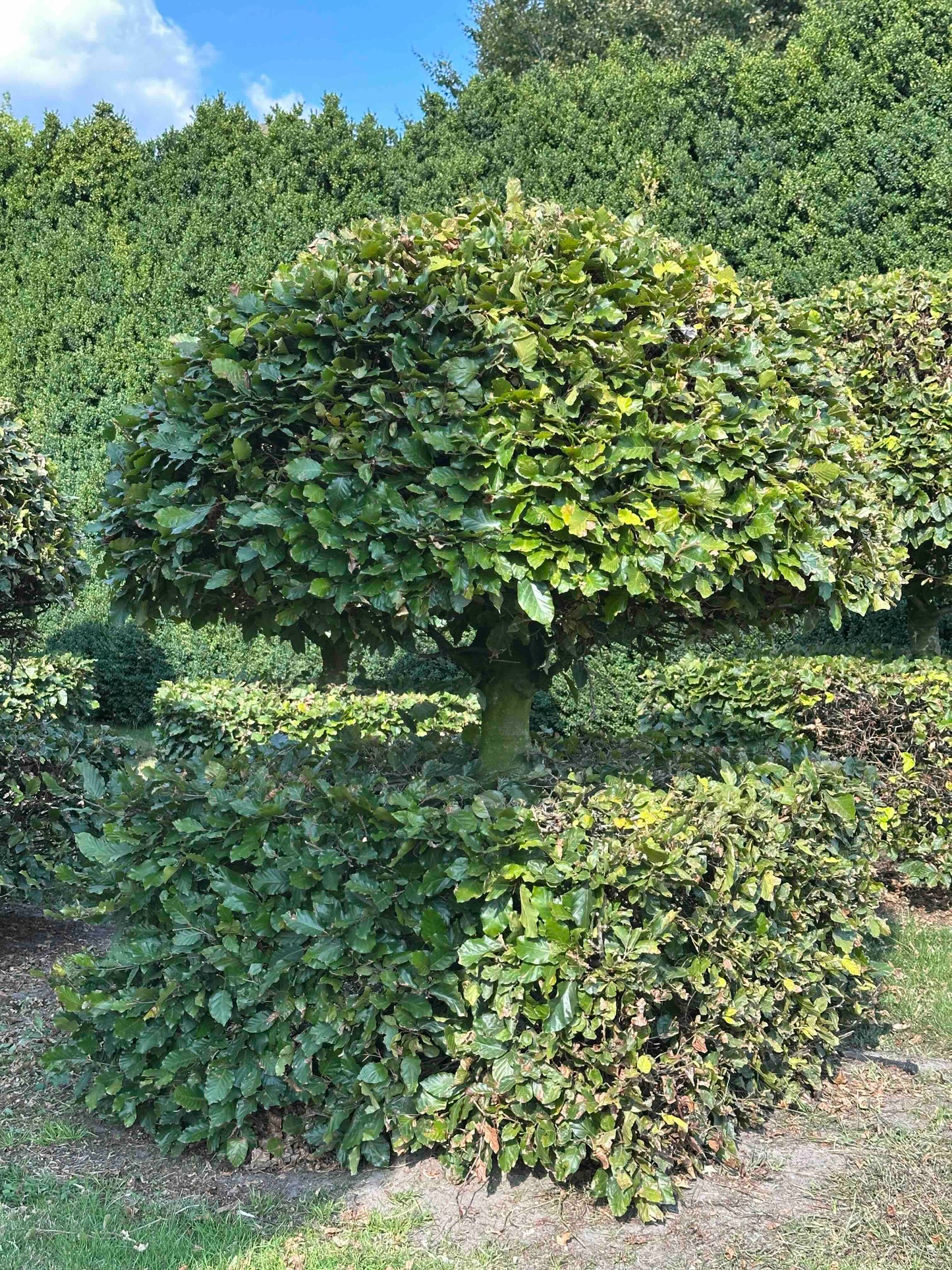 FS TOPIARY #060