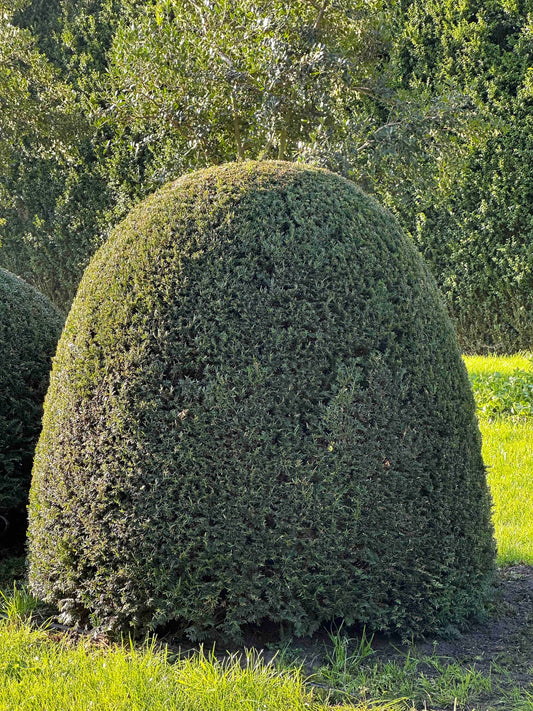 TB TOPIARY #69